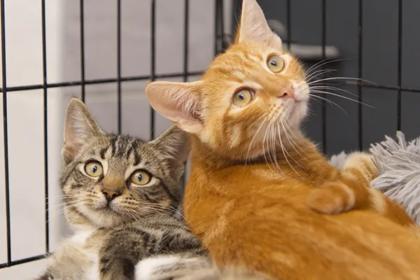 Kot do adopcji, Sosnowiec, 10 lipca 2025 (2/5)