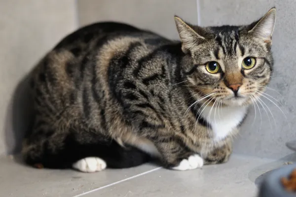 Kot do adopcji, Sosnowiec, 10 lipca 2025 (5/5)