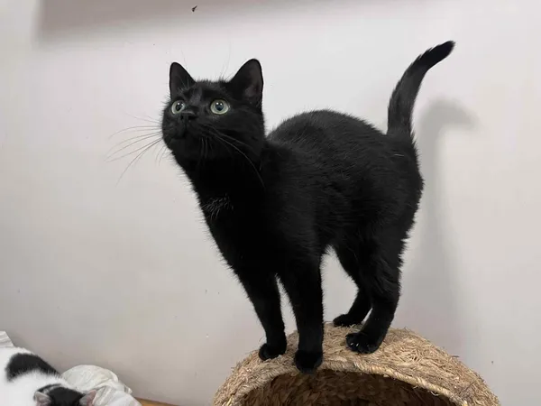 Kot do adopcji, Włocławek, 21 sierpnia 2025 (1/5)