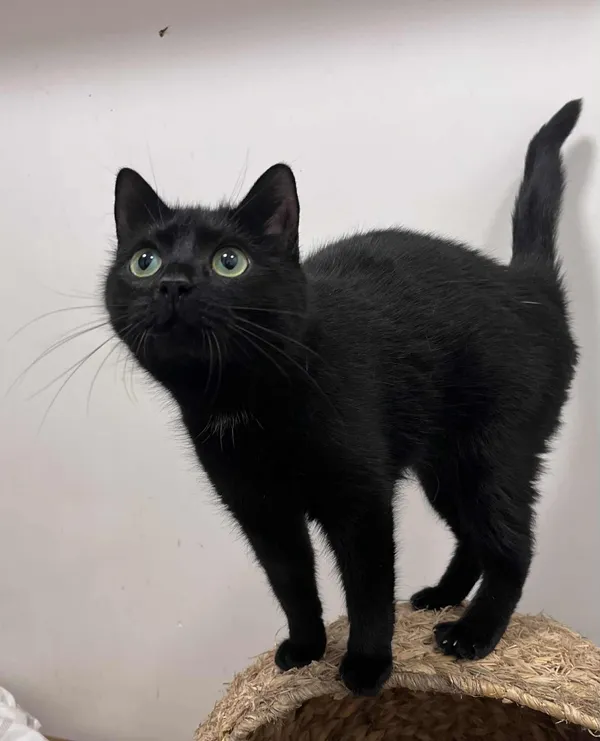 Kot do adopcji, Włocławek, 21 sierpnia 2025 (3/5)