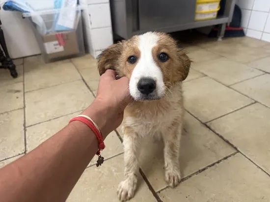 Pies do adopcji, Kraków, 20 sierpnia 2025