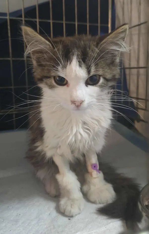 Znaleziono kota, Lublin, 19 sierpnia 2025