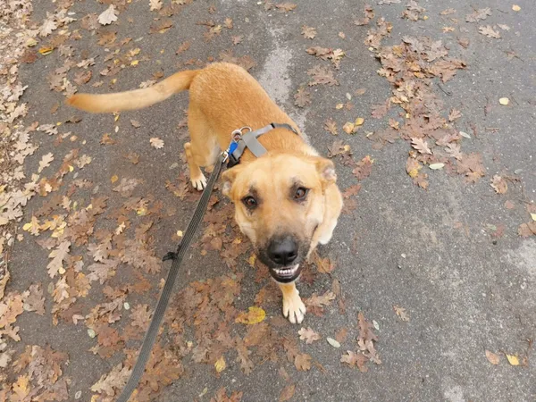 Pies do adopcji, Milanówek, 26 października 2025 (1/5)