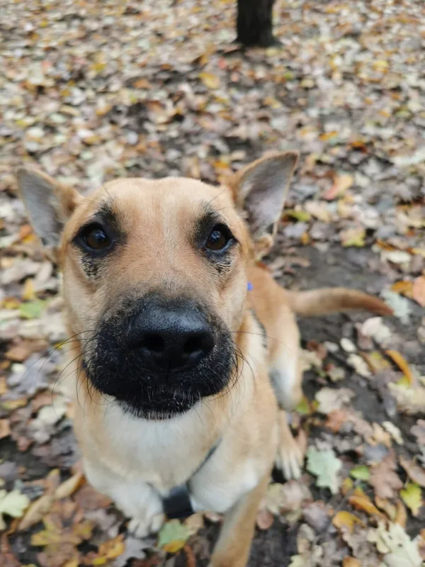 Pies do adopcji, Milanówek, 26 października 2025 (2/5)