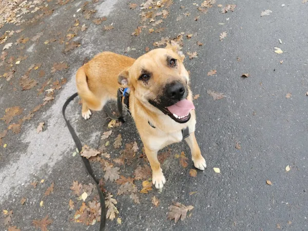 Pies do adopcji, Milanówek, 26 października 2025 (3/5)