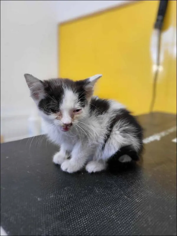 Znaleziono kota, Grudziądz, 22 sierpnia 2025