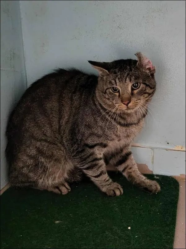 Znaleziono kota, Grudziądz, 22 sierpnia 2025