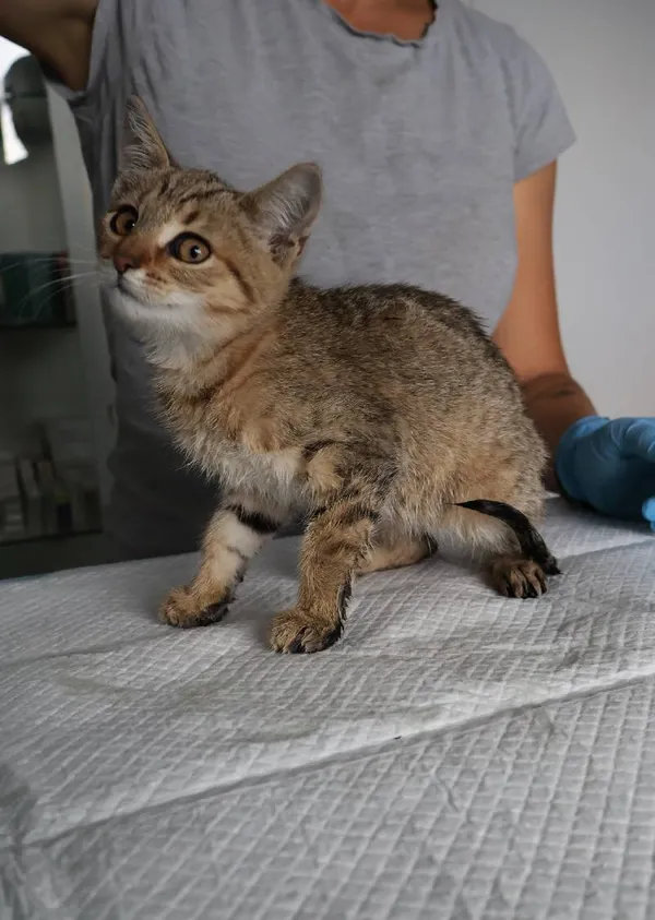 Znaleziono kota, Łódź, 21 sierpnia 2025 (1/3)