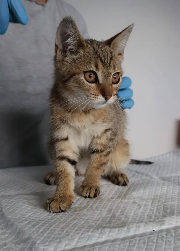 Znaleziono kota, Łódź, 21 sierpnia 2025 (2/3)