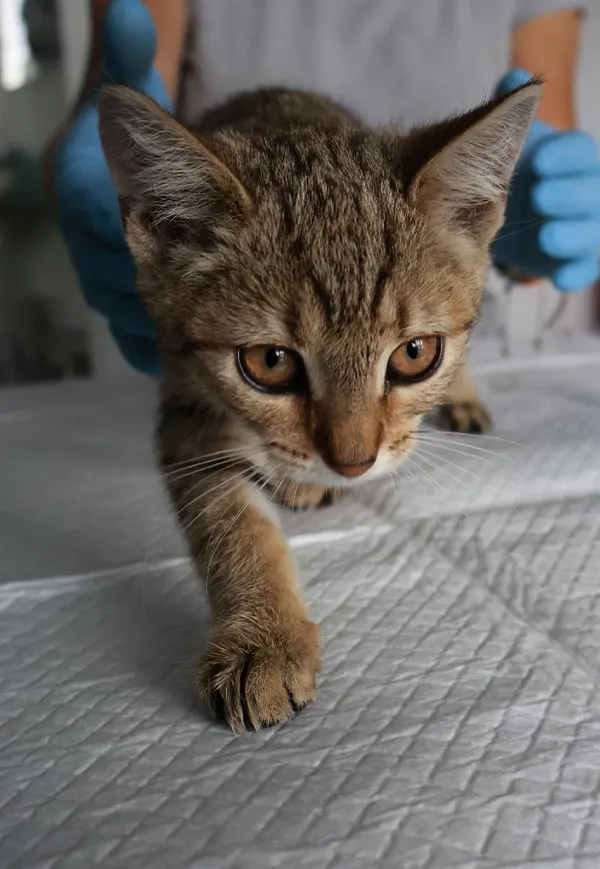 Znaleziono kota, Łódź, 21 sierpnia 2025 (3/3)