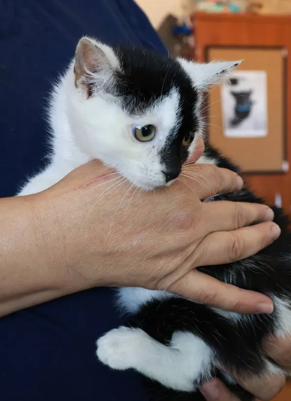 Znaleziono kota, Łódź, 21 sierpnia 2025 (4/5)