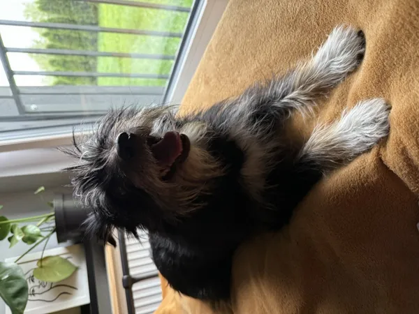 Znaleziono psa, Łódź, 22 sierpnia 2025