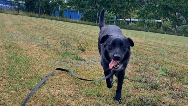 Znaleziono psa, Tatary, 16 kwietnia 2025 (1/4)