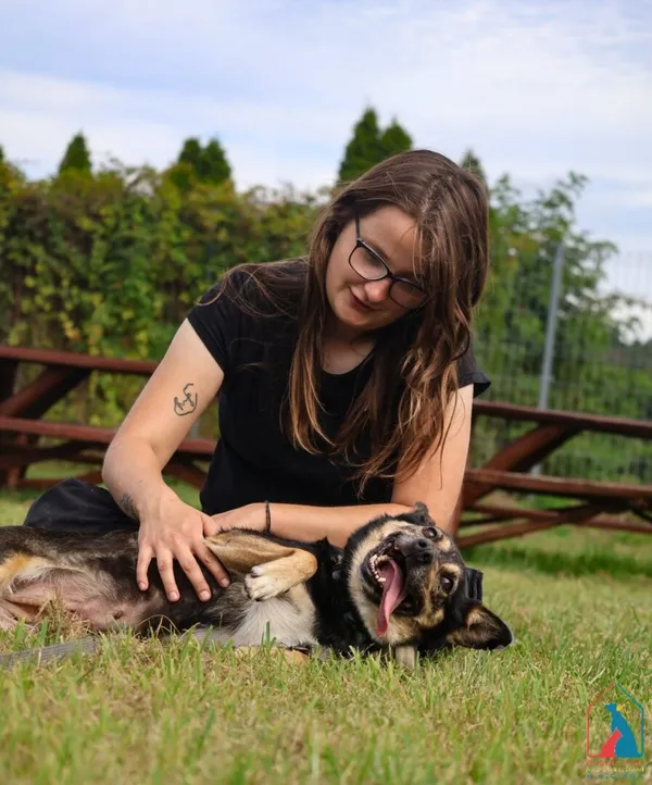 Pies do adopcji, Grudziądz, 28 lipca 2025 (3/5)