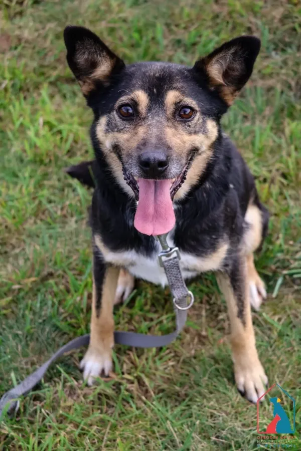 Pies do adopcji, Grudziądz, 28 lipca 2025 (4/5)