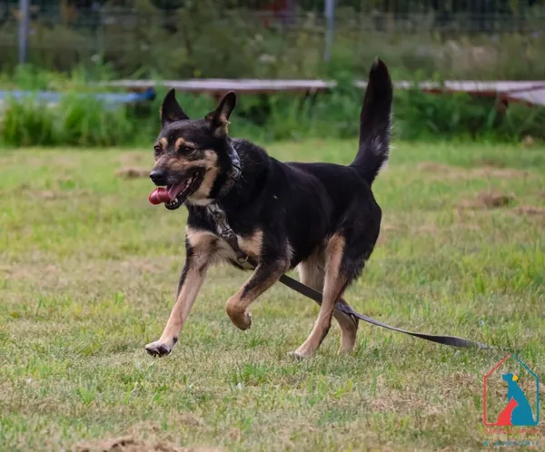 Pies do adopcji, Grudziądz, 28 lipca 2025 (5/5)