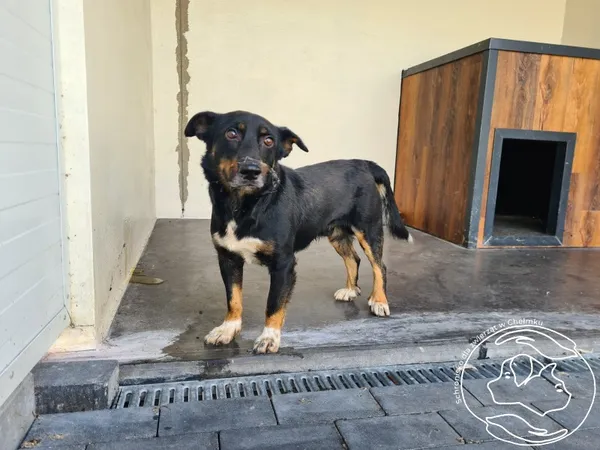 Znaleziono psa, Chełmek, 22 sierpnia 2025