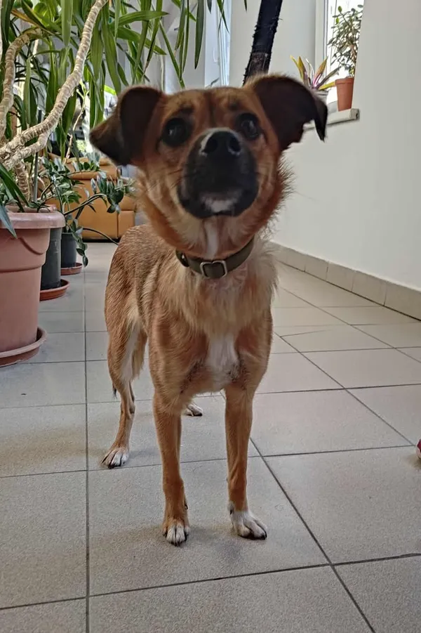 Znaleziono psa, Lublin, 14 sierpnia 2025