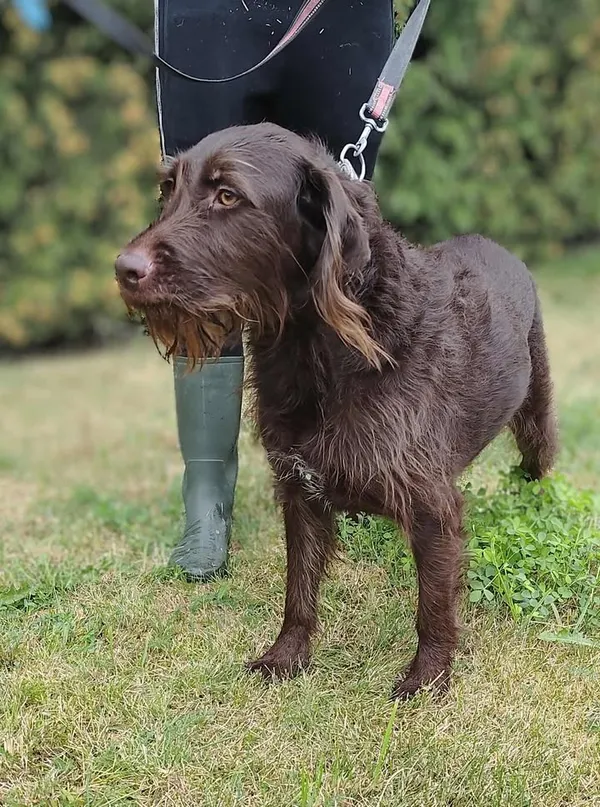 Znaleziono psa, Lublin, 22 sierpnia 2025