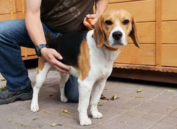 Znaleziono psa, Łódź, 22 sierpnia 2025 (1/4)