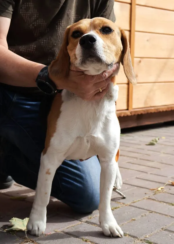 Znaleziono psa, Łódź, 22 sierpnia 2025 (4/4)