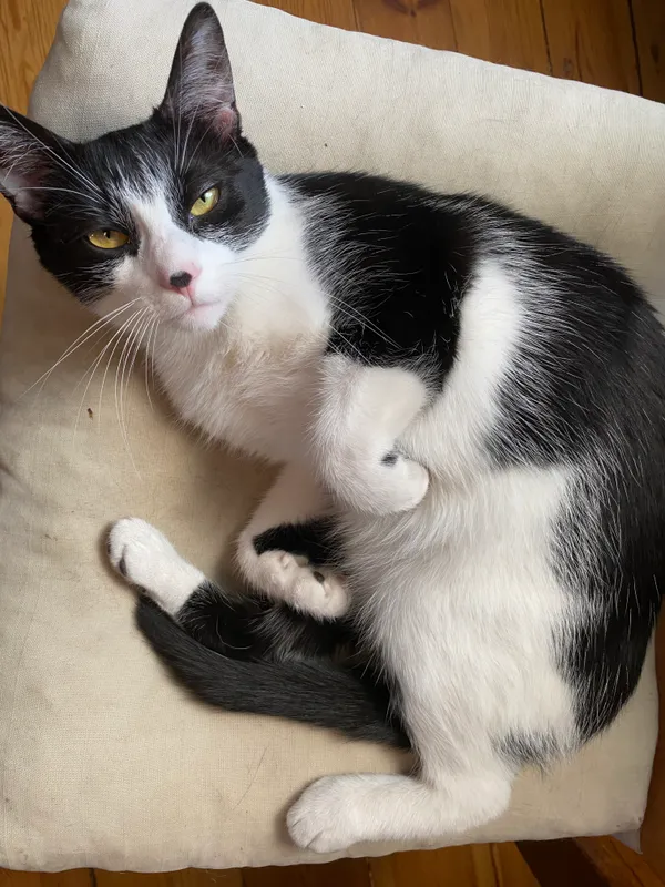 Zaginął kot, Zamość, Osiedle Partyzantów, 23 sierpnia 2025