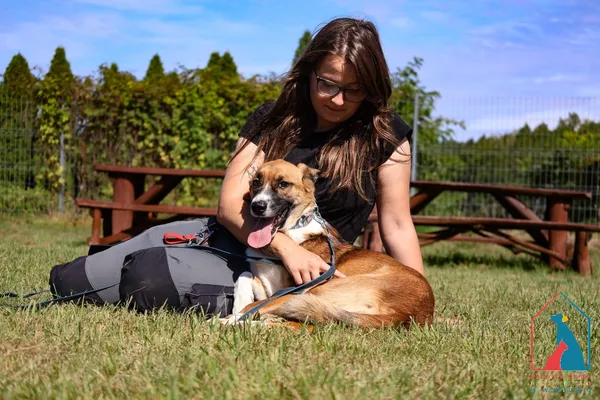 Pies do adopcji, Grudziądz, 28 lipca 2025 (2/5)