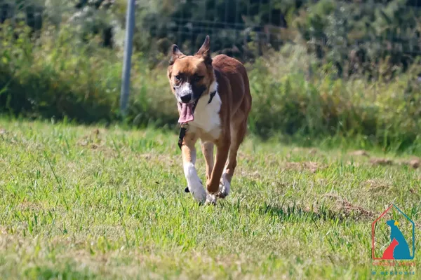 Pies do adopcji, Grudziądz, 28 lipca 2025 (3/5)