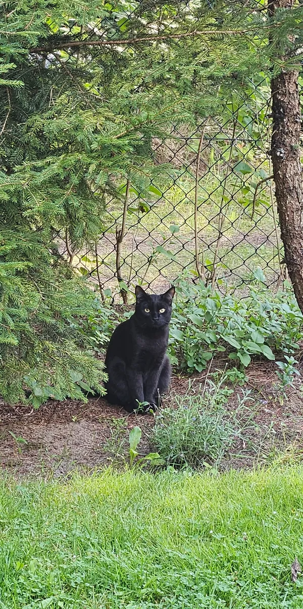 Zaginął kot, Osiek, 23 sierpnia 2025 (1/3)