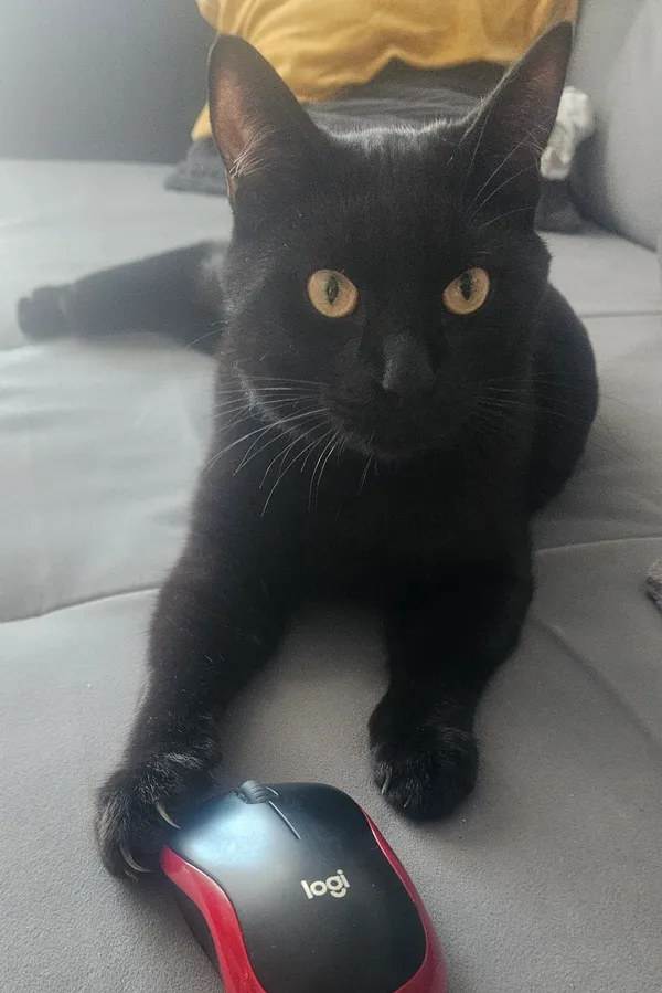 Zaginął kot, Osiek, 23 sierpnia 2025 (2/3)