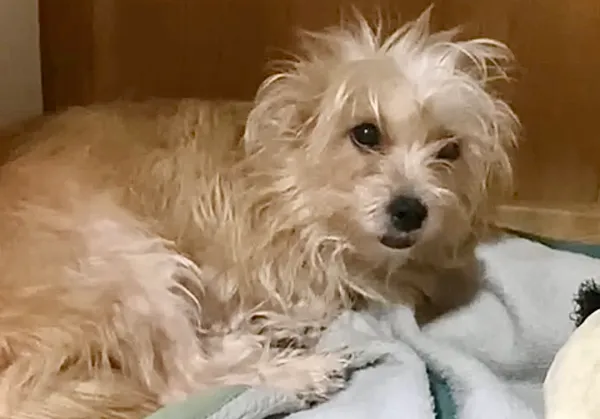 Pies do adopcji, Głowno, 23 sierpnia 2025 (1/2)