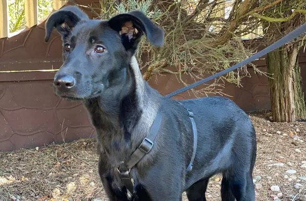 Pies do adopcji, Głowno, 23 sierpnia 2025 (1/5)