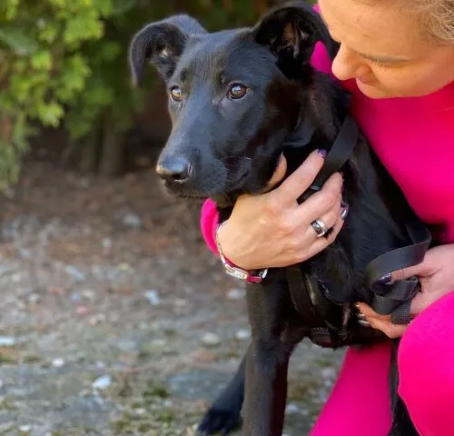 Pies do adopcji, Głowno, 23 sierpnia 2025 (2/5)