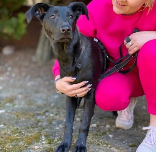 Pies do adopcji, Głowno, 23 sierpnia 2025 (3/5)