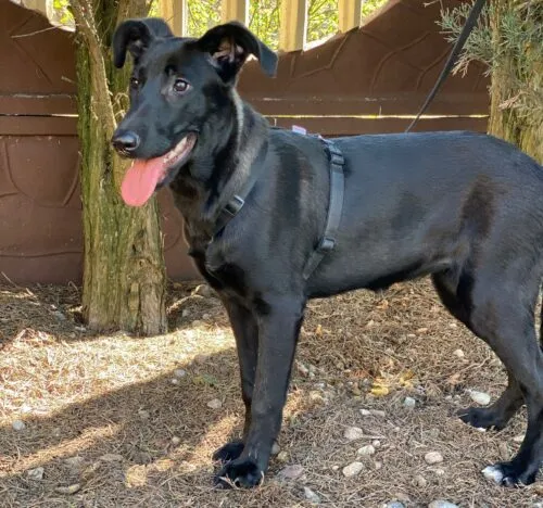 Pies do adopcji, Głowno, 23 sierpnia 2025 (4/5)