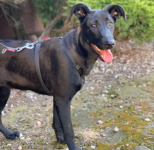 Pies do adopcji, Głowno, 23 sierpnia 2025 (5/5)