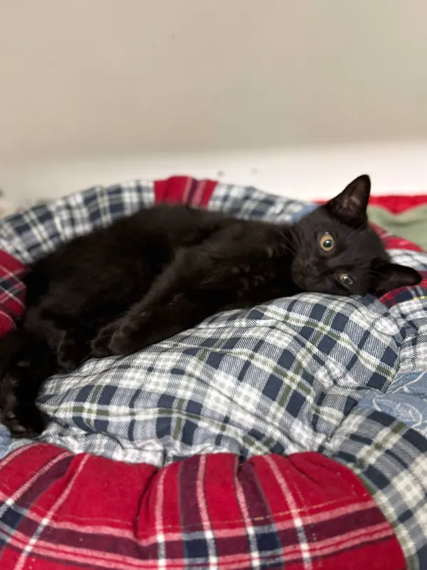 Kot do adopcji, Jelenia Góra, 11 sierpnia 2025 (2/3)