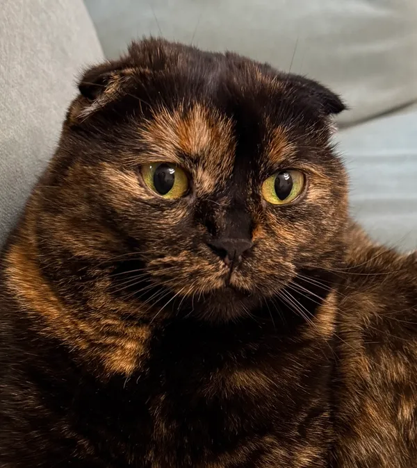 Zaginął kot, Mysiadło, 24 sierpnia 2025 (1/2)