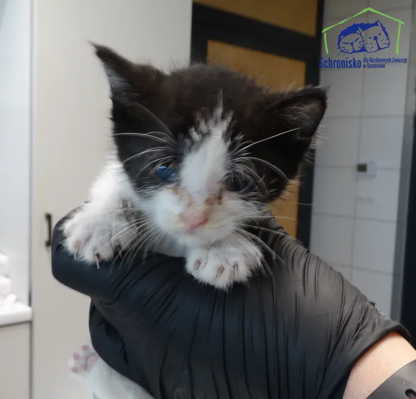 Kot do adopcji, Szczecin, 22 sierpnia 2025