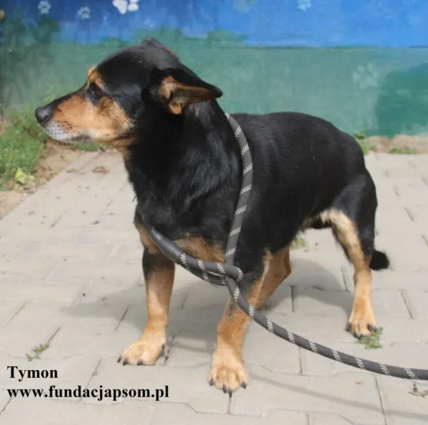 Pies do adopcji, Nowy Dwór Mazowiecki, 23 sierpnia 2025 (3/5)