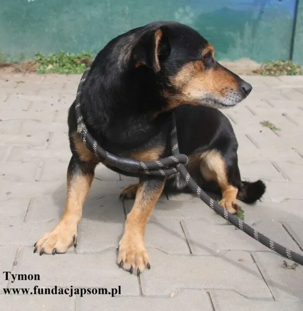 Pies do adopcji, Nowy Dwór Mazowiecki, 23 sierpnia 2025 (4/5)