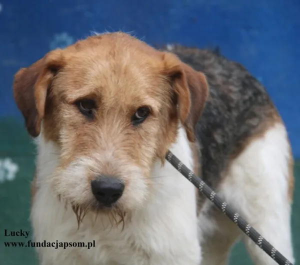 Pies do adopcji, Nowy Dwór Mazowiecki, 23 sierpnia 2025 (1/5)