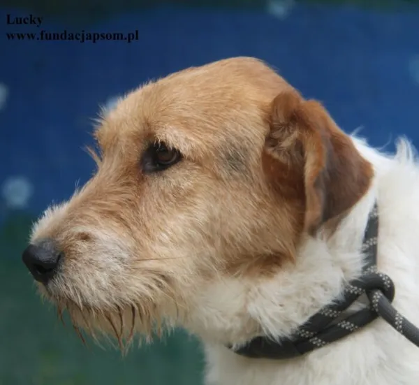 Pies do adopcji, Nowy Dwór Mazowiecki, 23 sierpnia 2025 (2/5)