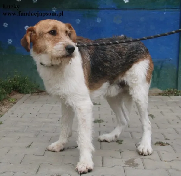 Pies do adopcji, Nowy Dwór Mazowiecki, 23 sierpnia 2025 (3/5)