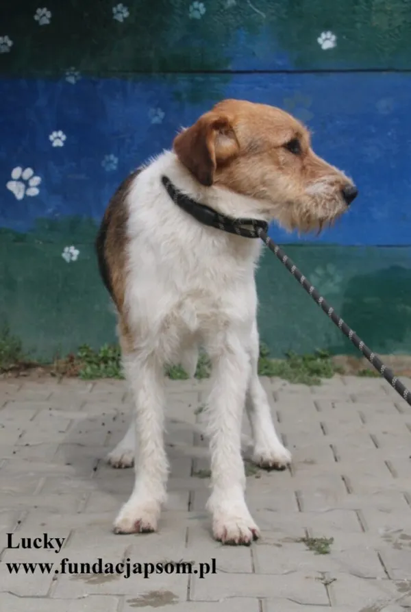 Pies do adopcji, Nowy Dwór Mazowiecki, 23 sierpnia 2025 (4/5)