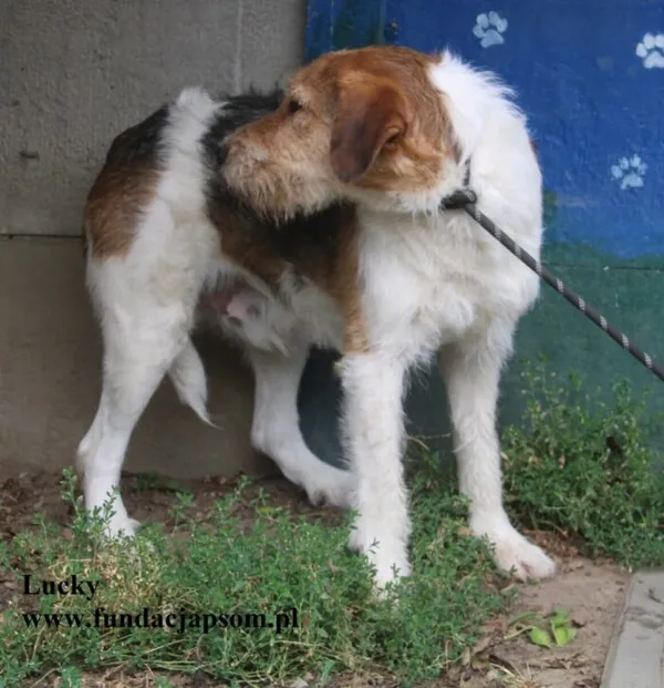 Pies do adopcji, Nowy Dwór Mazowiecki, 23 sierpnia 2025 (5/5)