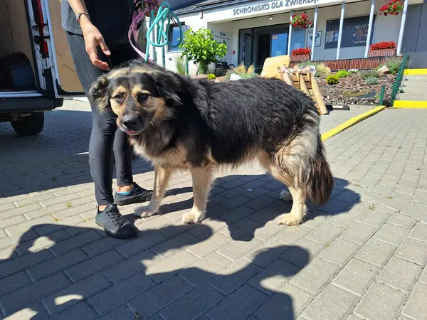 Znaleziono psa, Bydgoszcz, 21 sierpnia 2025