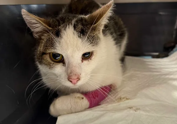 Znaleziono kota, Bydgoszcz, 18 sierpnia 2025