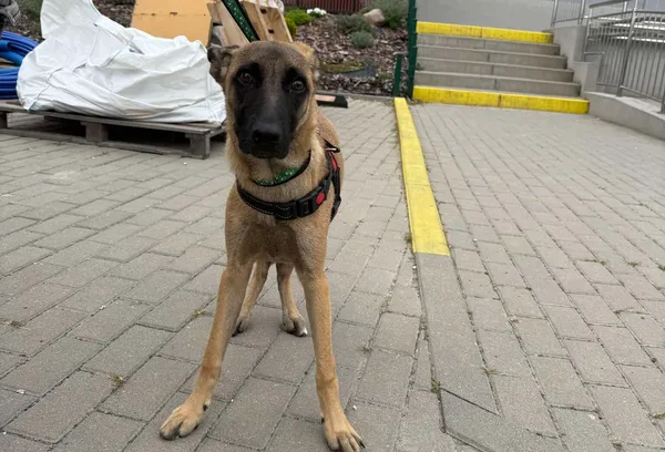 Znaleziono psa, Bydgoszcz, 18 sierpnia 2025