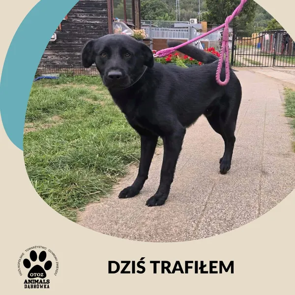 Znaleziono psa, Dąbrówka, 22 sierpnia 2025
